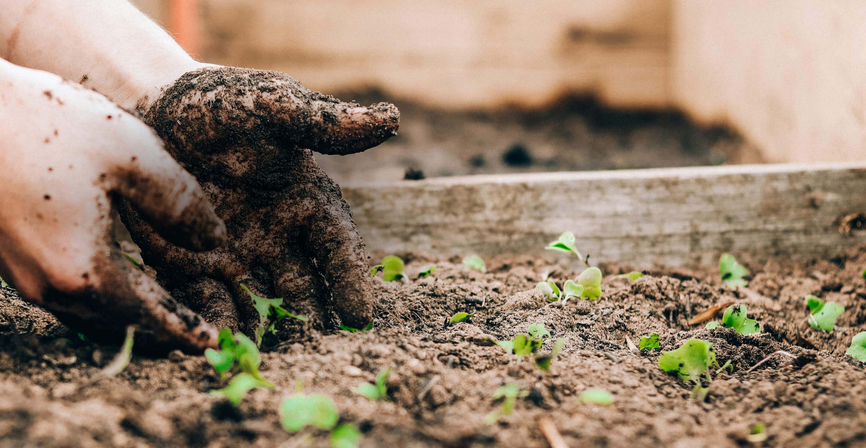 Plant Trees for Earth Day - Image 2