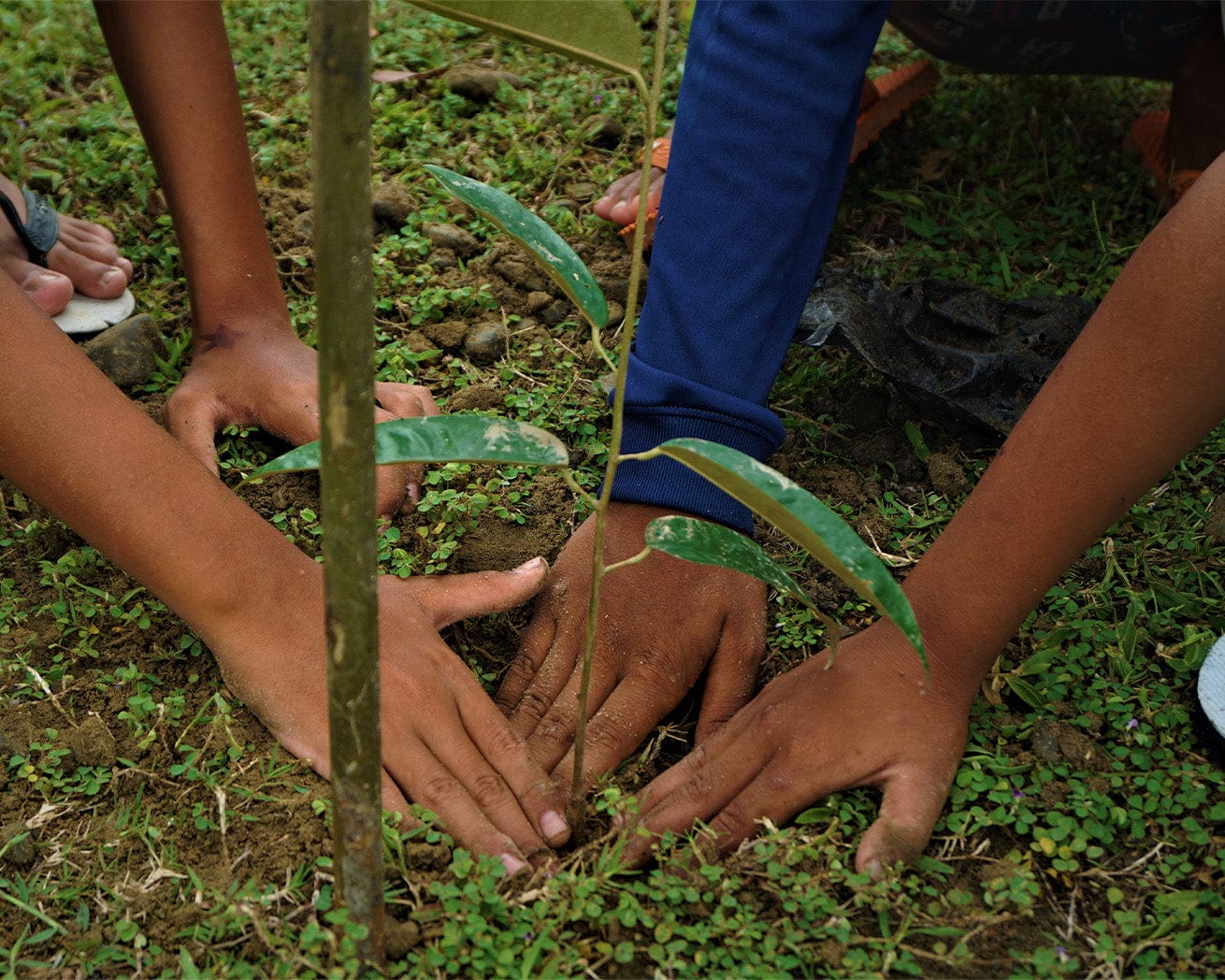Plant Trees for Earth Day - Image 9