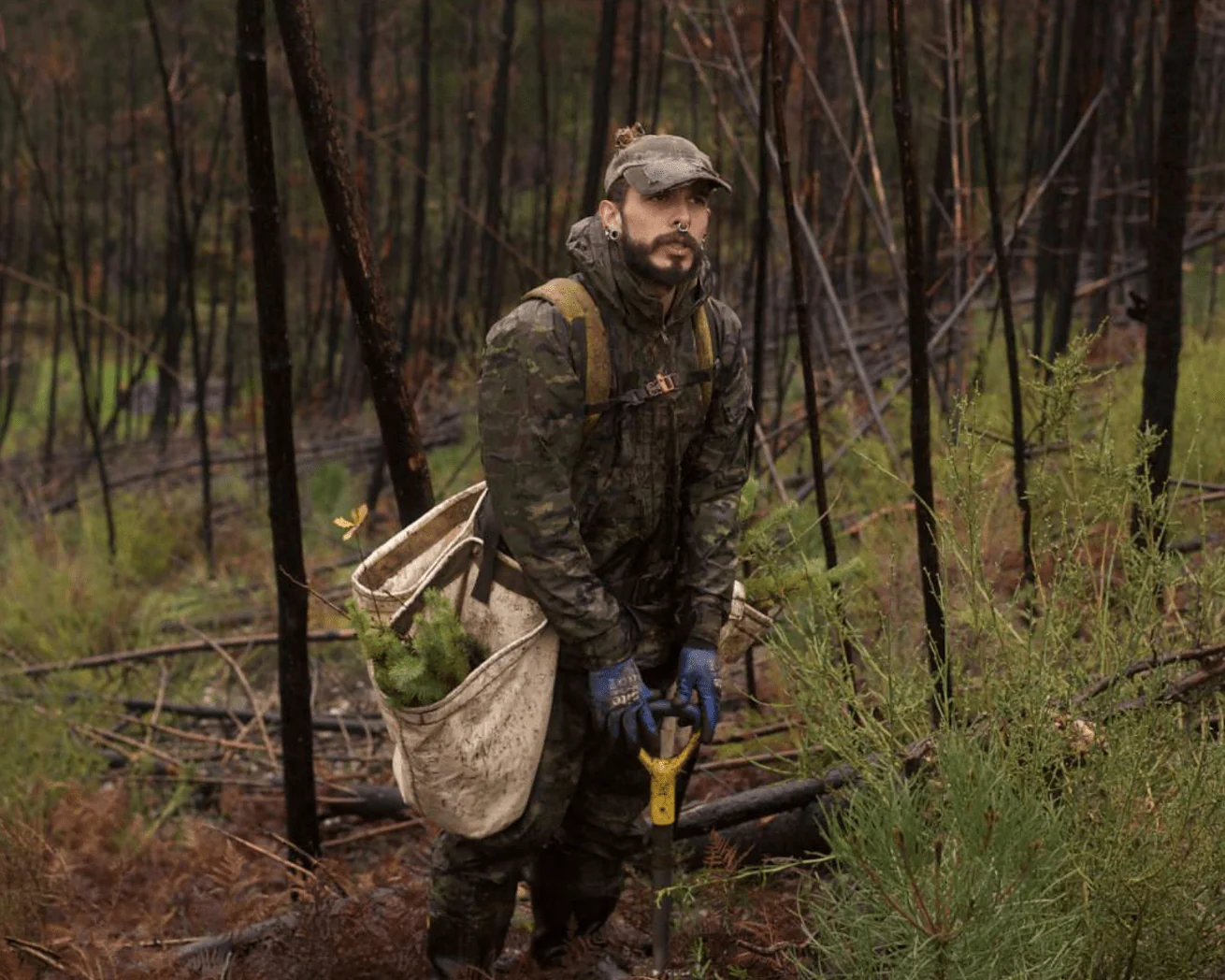 Plant Trees for Impact - Image 5