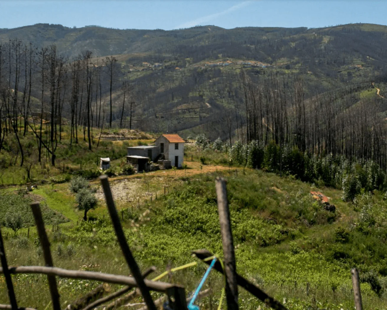 Plant Trees for Impact - Image 6