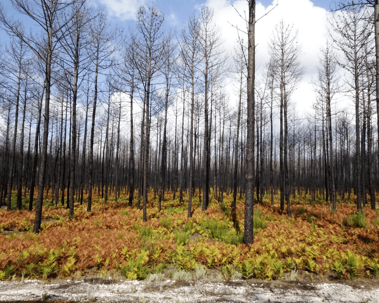 Plant Trees for Impact - Image 8
