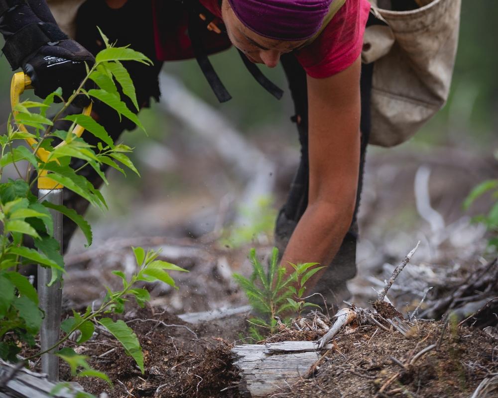 Plant Trees for Impact - Image 4