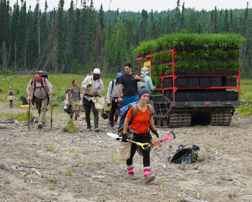 Plant Trees for Impact - Image 5
