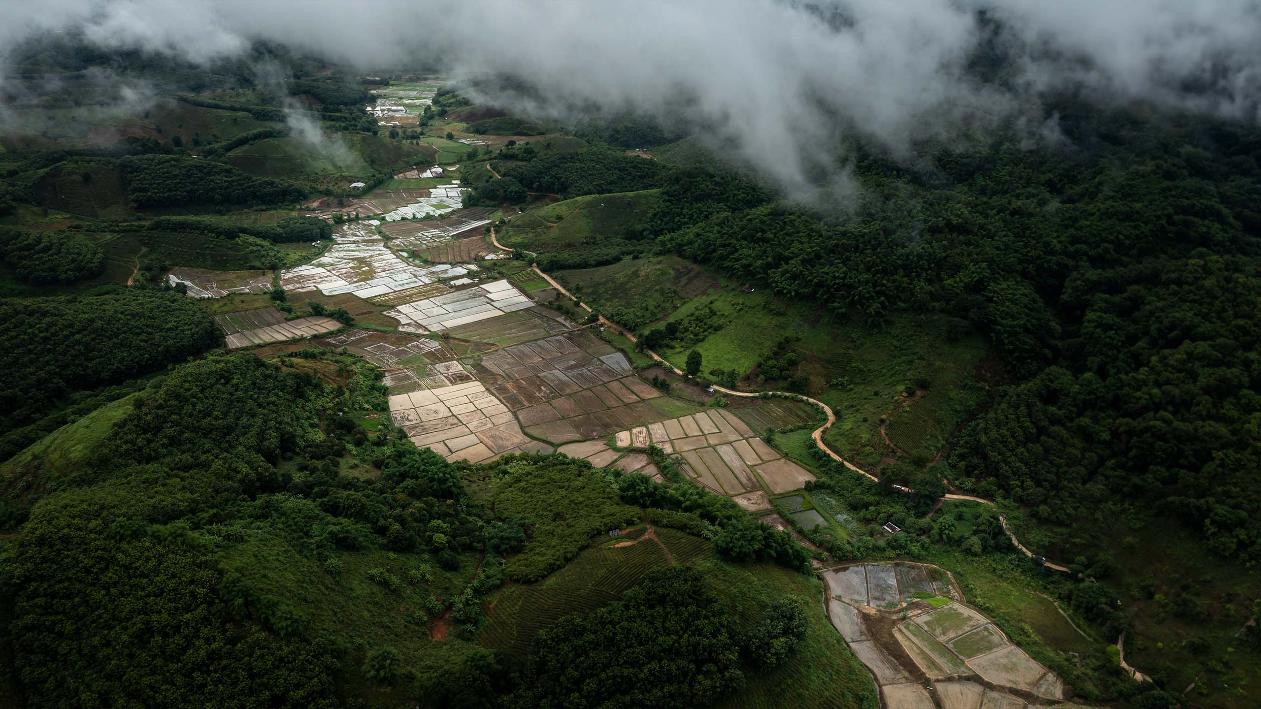 Plant Trees for Impact - Image 2