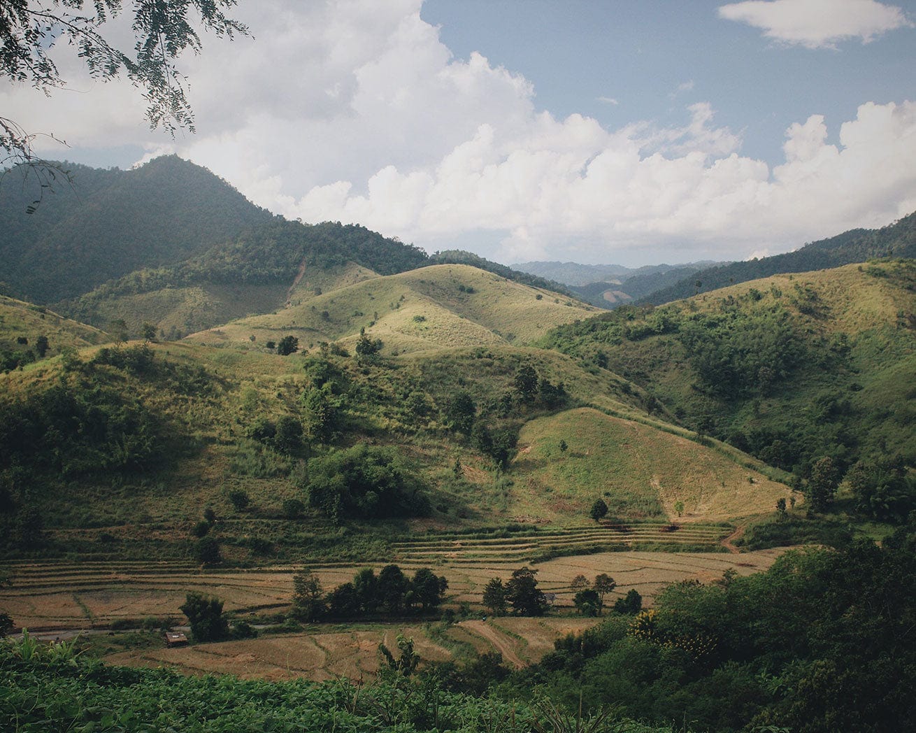 Plant Trees for Impact - Image 6