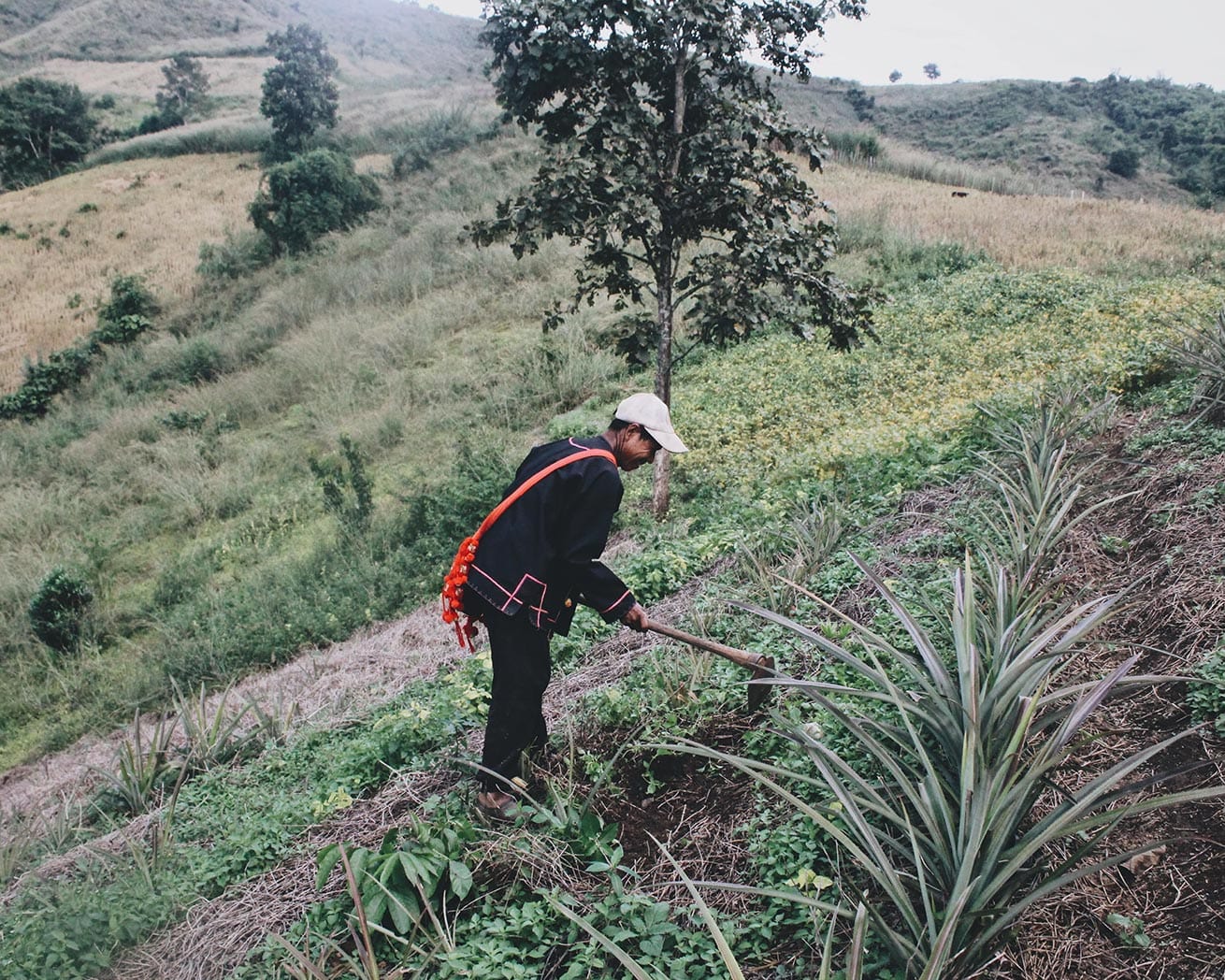 Plant Trees for Impact - Image 7