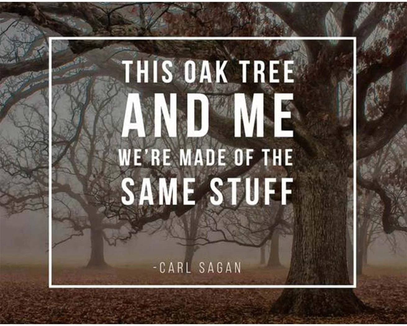 Tree Quote Card - Image 4