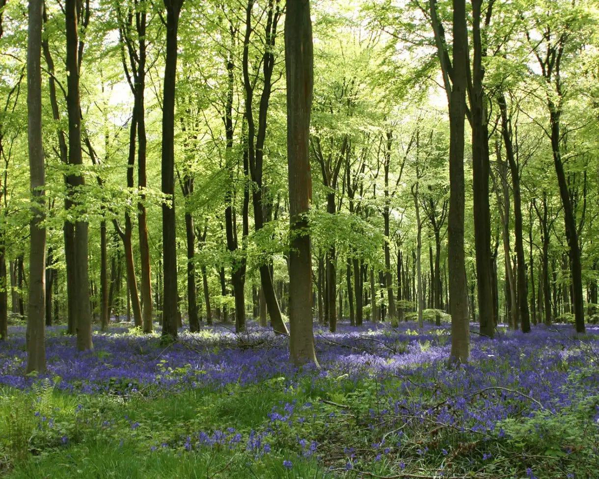 Plant Trees for Impact - Image 5