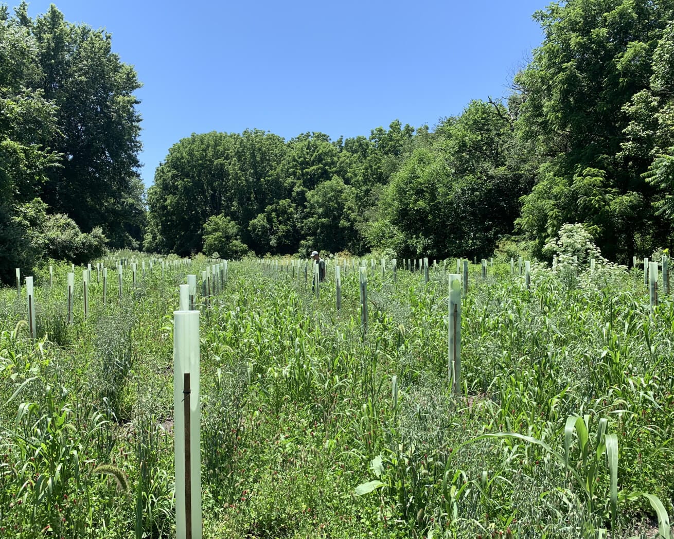Plant Trees for Impact - Image 10