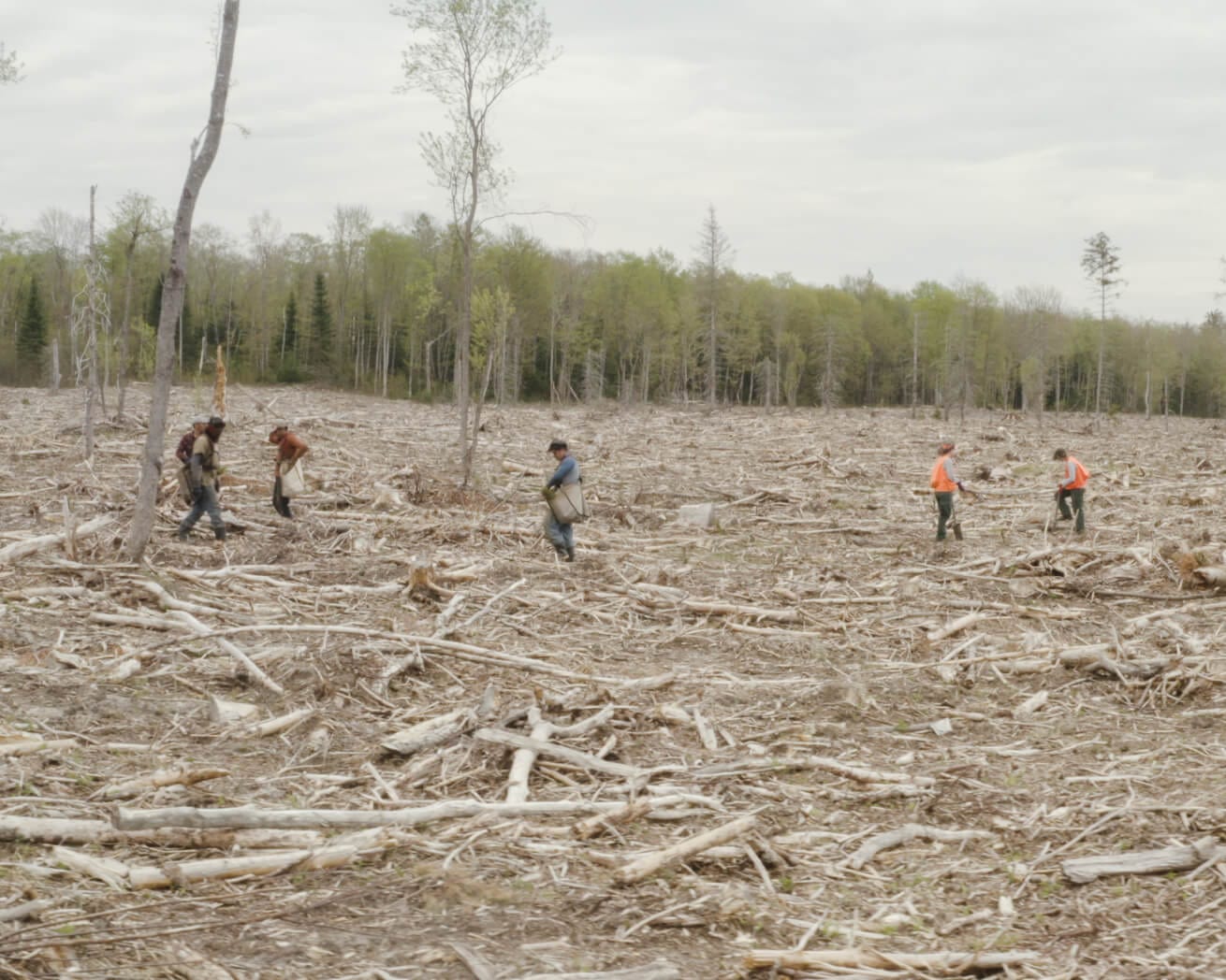 Plant Trees for Impact - Image 11