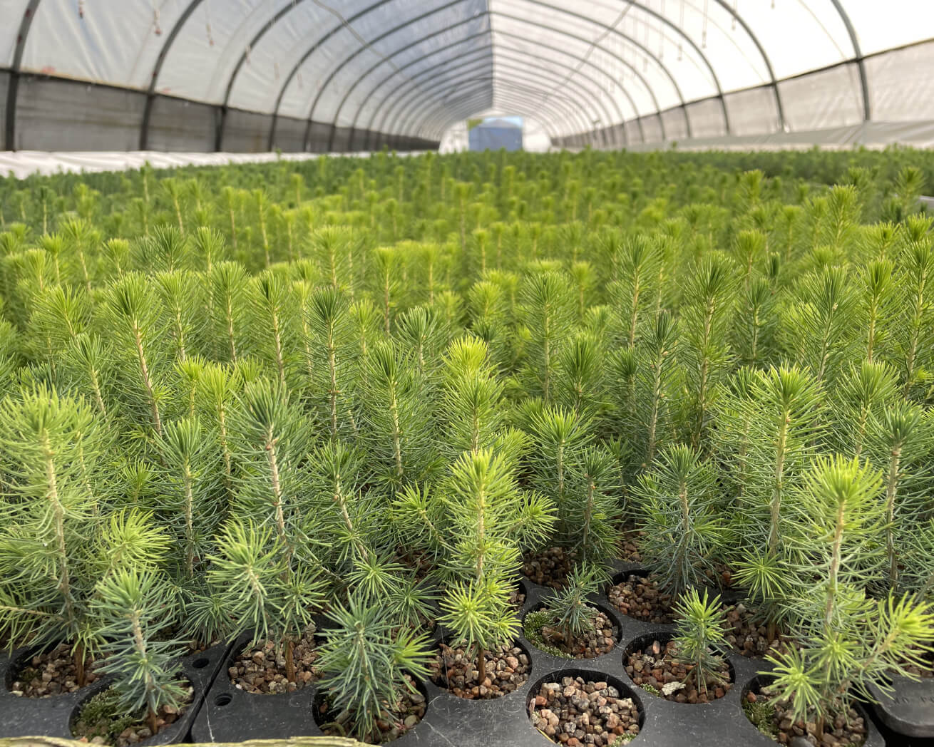 Plant Trees for Impact - Image 12