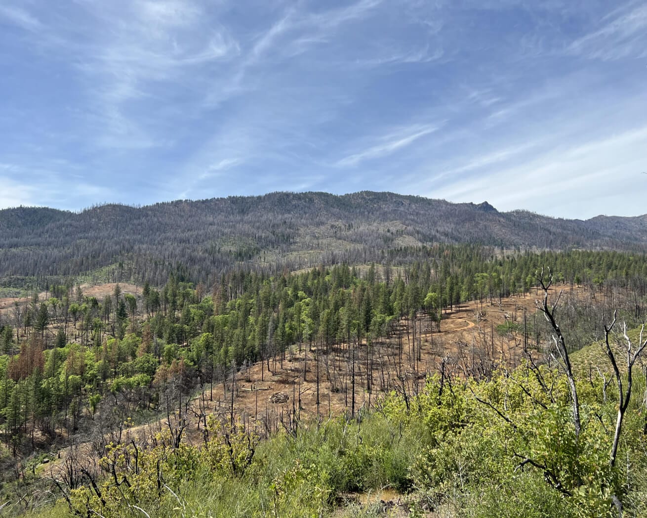 Plant Trees for Impact - Image 7