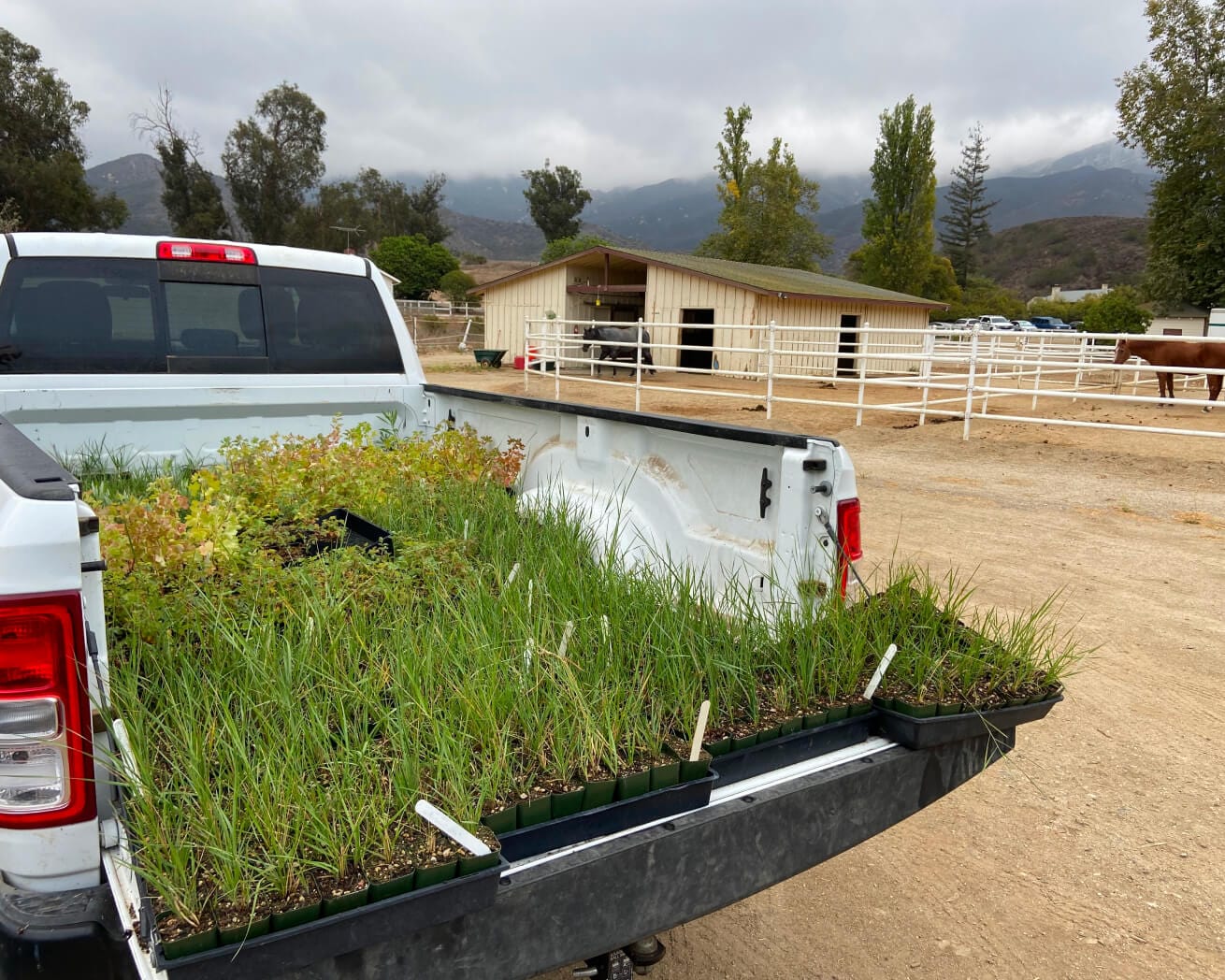 Plant Trees for Impact - Image 8