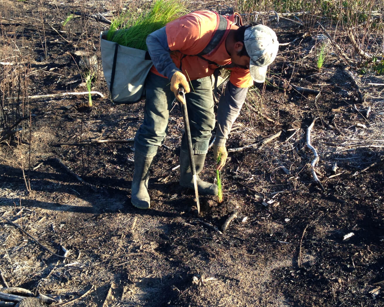 Plant Trees for Impact - Image 9