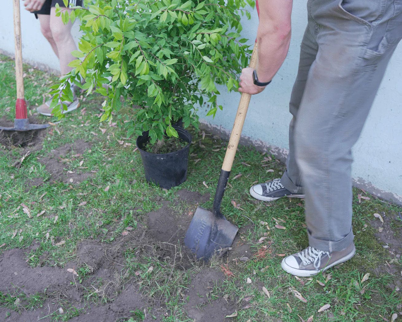 Urban Forestry Action Fund - Image 7